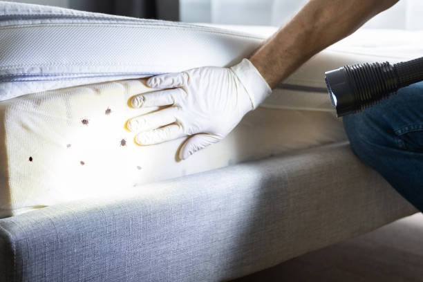 Best Residential Pest Control  in Pine Bluff, AR