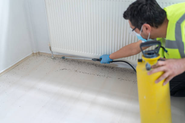 Best Flea Control Services  in Pine Bluff, AR